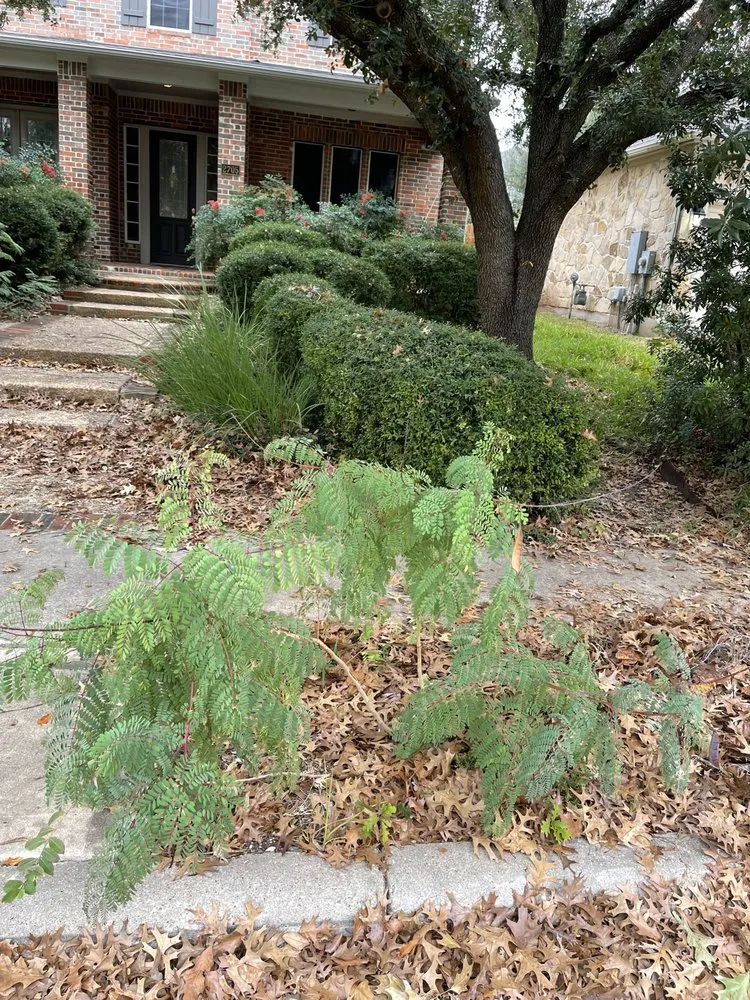 Expert yard maintenance in Austin, TX by Wilmer Tree Service