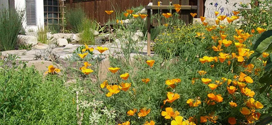 Expert yard maintenance in Santa Barbara, CA - Wilson Environmental Contracting