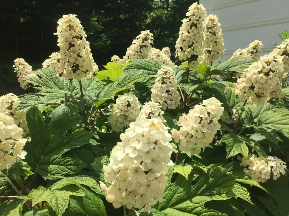 Top-rated lawn care service experts serving Knoxville, TN - Wilson Fine Gardens