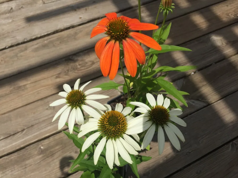 Expert yard maintenance experts serving Knoxville, TN - Wilson Fine Gardens