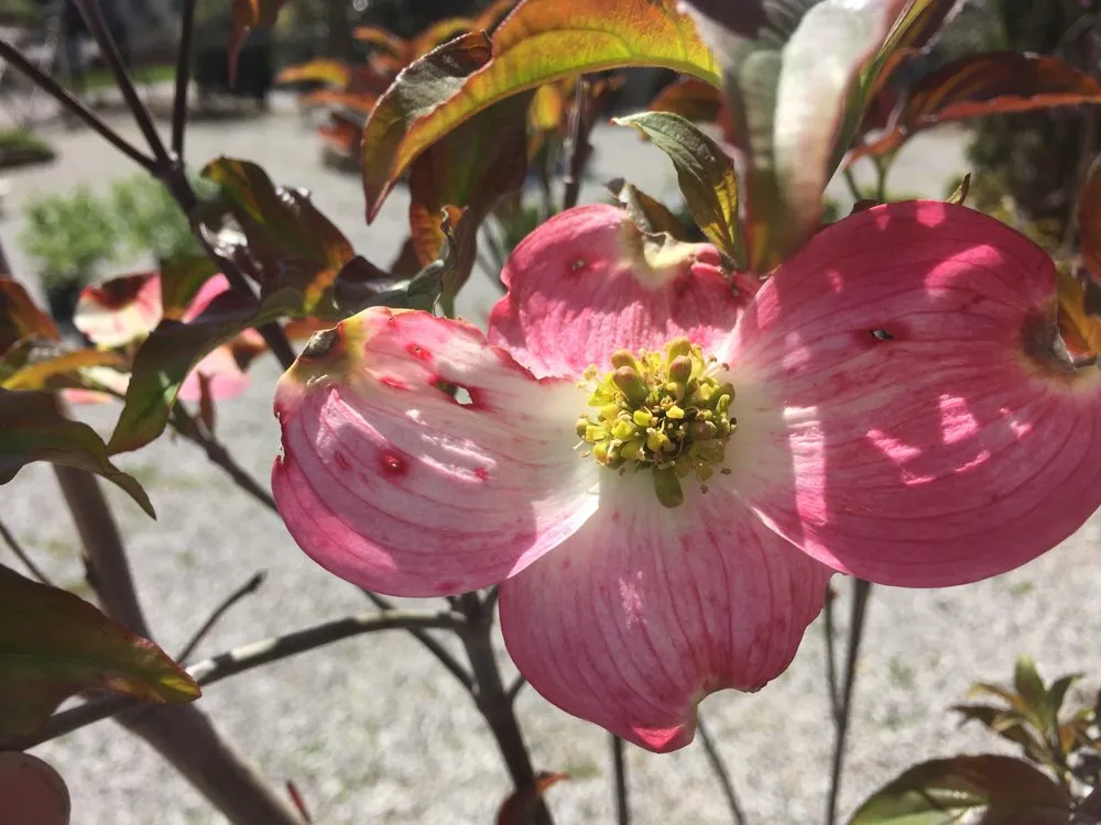 Local landscape installation for residential properties across Knoxville, TN - Wilson Fine Gardens