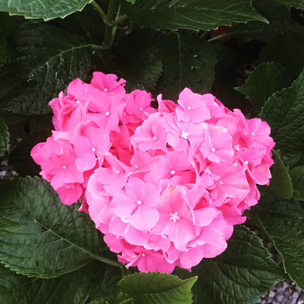 Top-rated garden landscaping for outdoor upgrades in Knoxville, TN by Wilson Fine Gardens