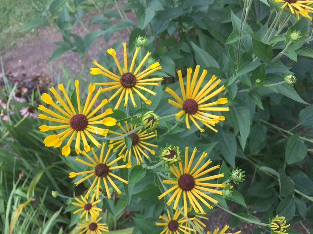 Professional landscape installation near you across Knoxville, TN - Wilson Fine Gardens