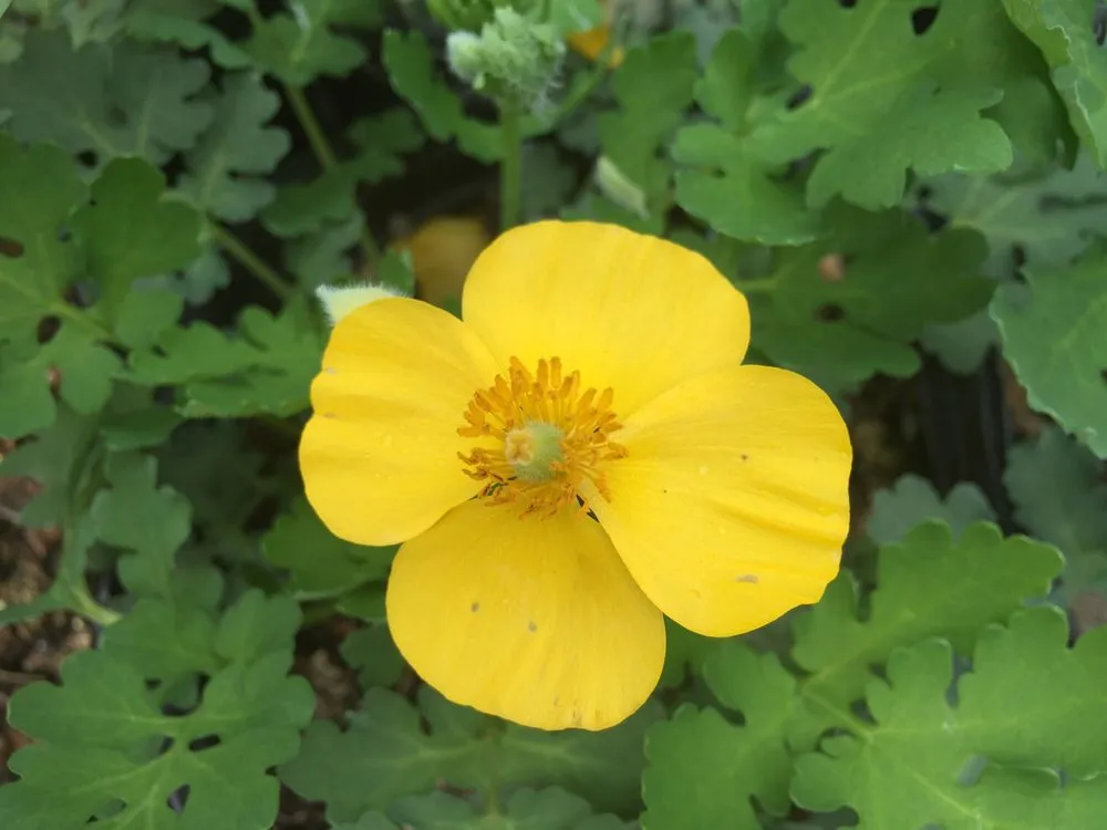 Trusted lawn care service in Knoxville, TN - Wilson Fine Gardens