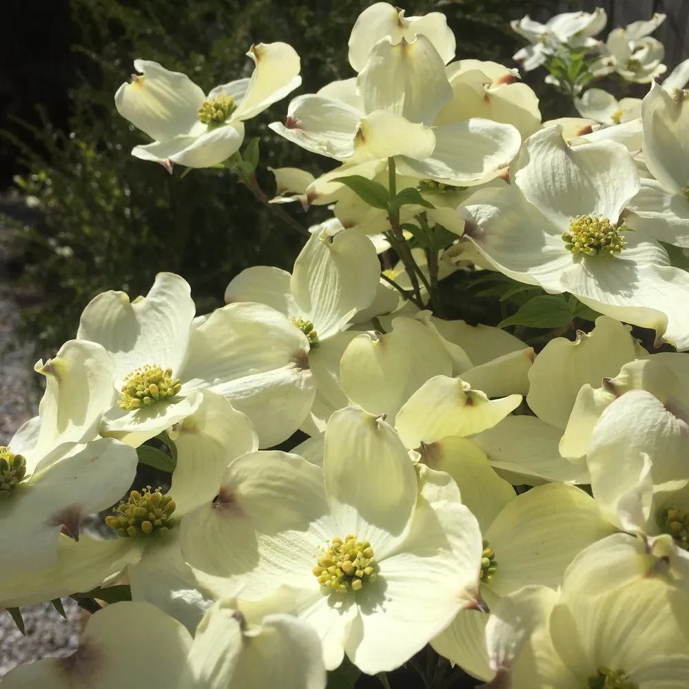 Custom landscape design with custom design across Knoxville, TN - Wilson Fine Gardens