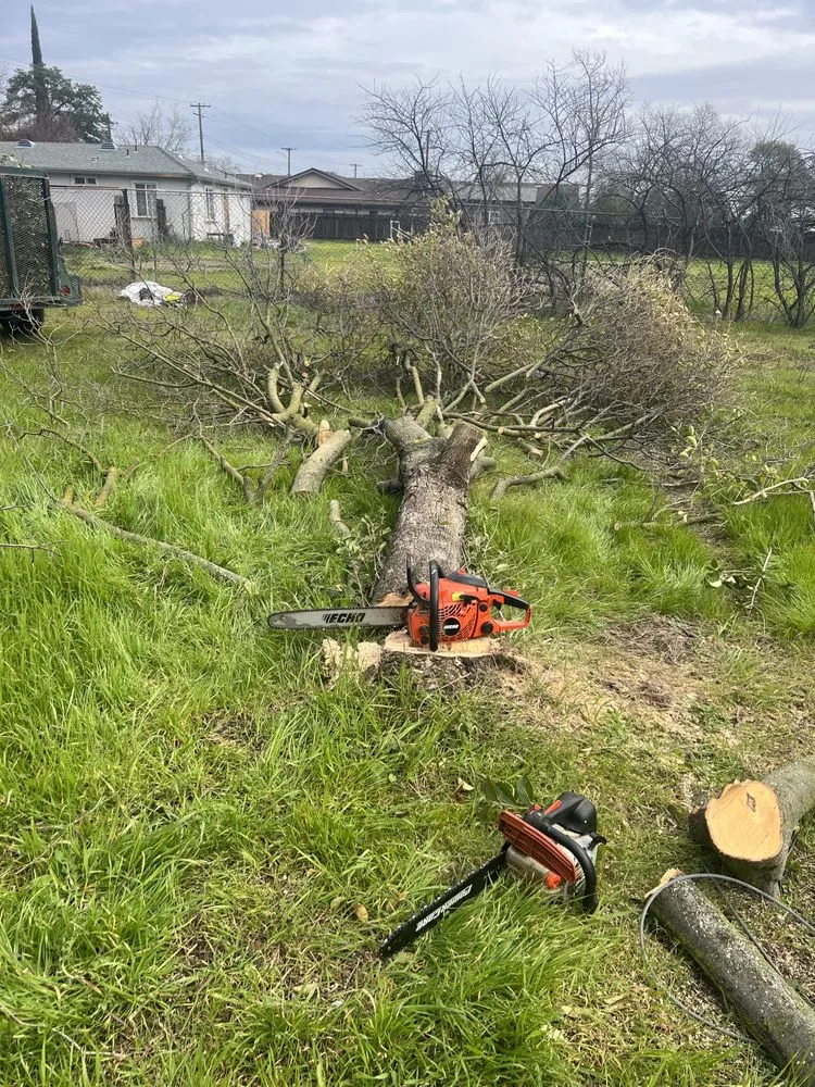 Local lawn mowing service for year-round maintenance across Sacramento, CA - Wilson Landscape Maintenance Services