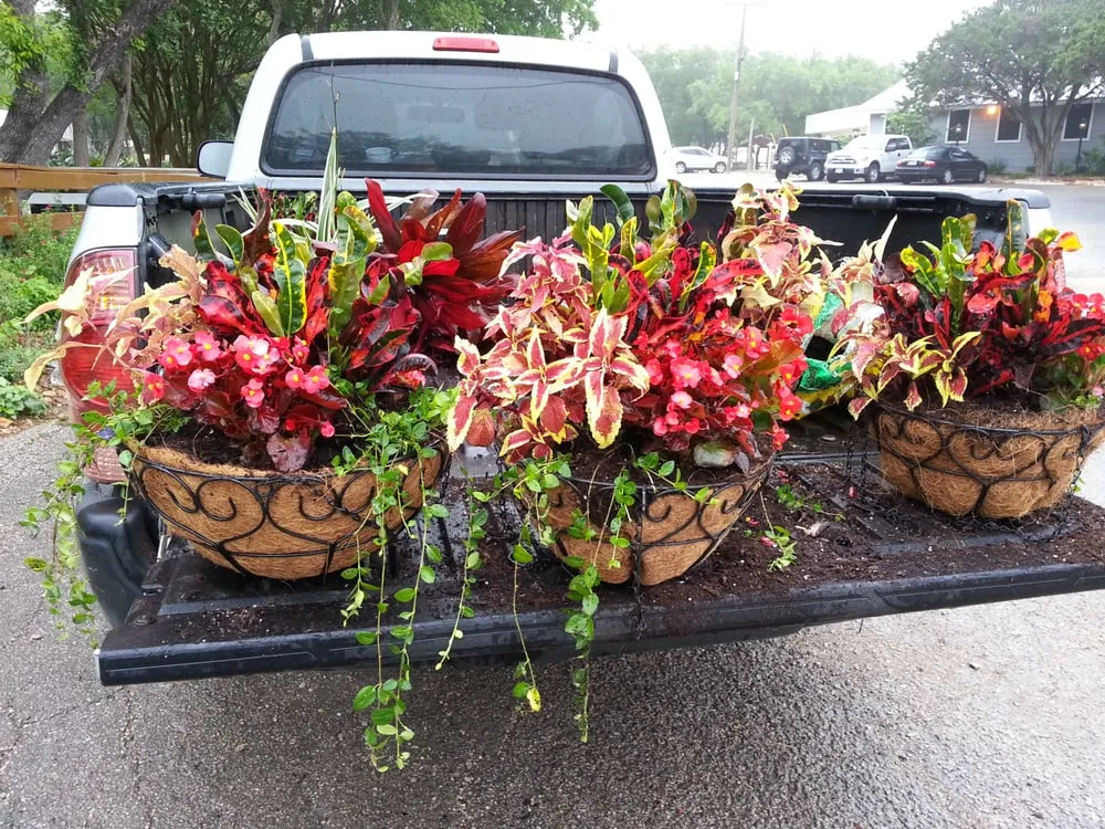 Reliable yard cleanup service in Helotes, TX by Wilson Landscape Nursery & Florist
