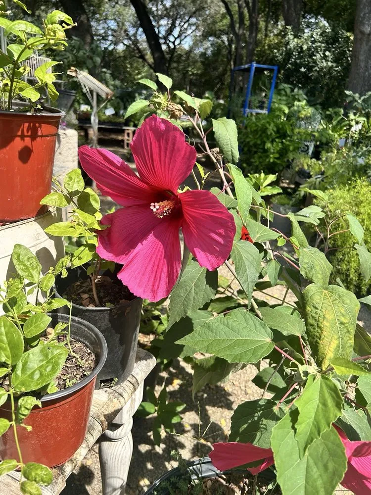 Top-rated landscape design for year-round maintenance across Helotes, TX - Wilson Landscape Nursery & Florist