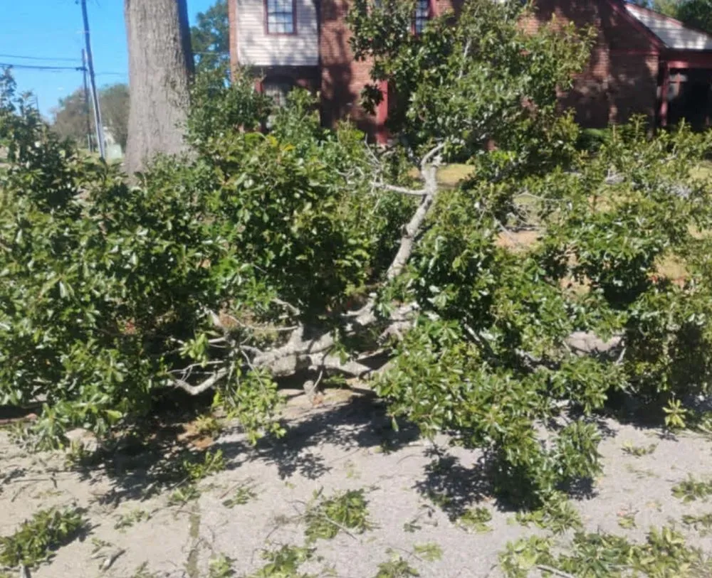 Affordable outdoor landscaping for residential properties in Houston, TX by Wilson Landscaping & Tree Services