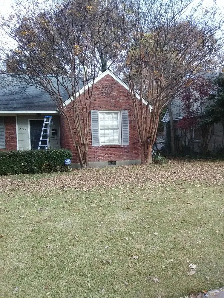 Professional yard cleanup service experts serving Memphis, TN - Wilson Landscaping