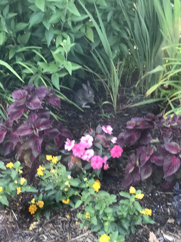 Affordable garden landscaping for beautiful yards across Hudson, NC - Wilson Lawn Mowing Service