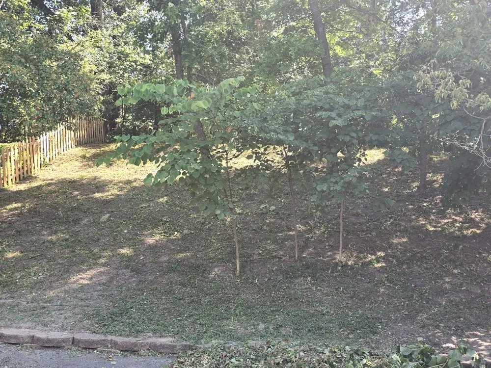 Professional residential landscaping for beautiful yards in Saint Louis, MO by Wilson Loyalty Landscaping Services