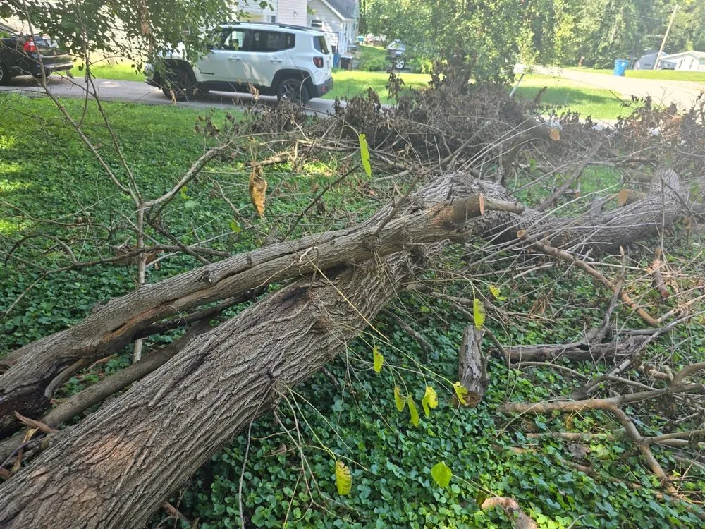 Professional yard maintenance experts serving Saint Louis, MO - Wilson Loyalty Landscaping Services