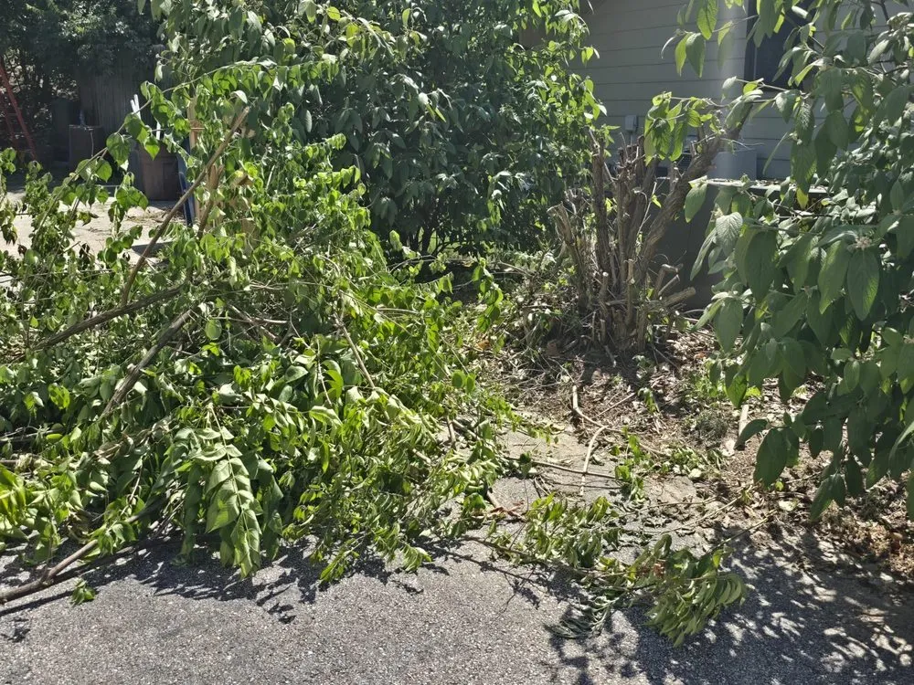 Expert landscaping services experts serving Saint Louis, MO - Wilson Loyalty Landscaping Services