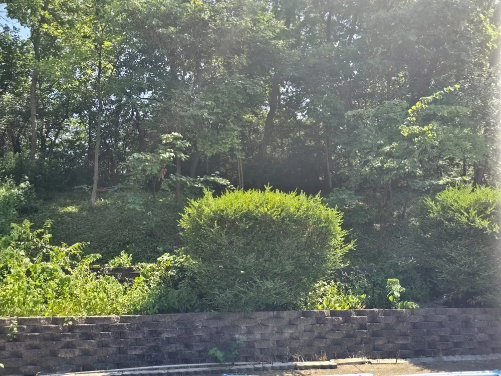 Reliable yard cleanup service experts serving Saint Louis, MO - Wilson Loyalty Landscaping Services