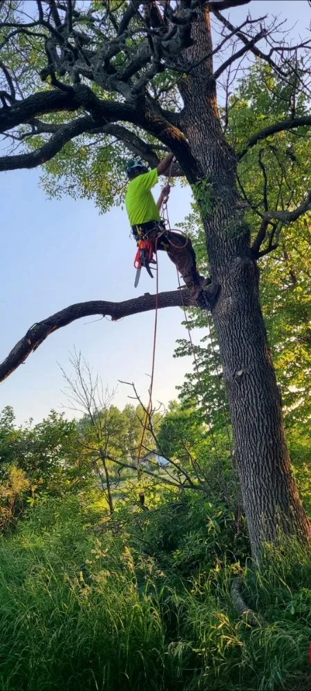 Expert landscape design for homes in Appleton, WI by Wilson Tree & Property Services