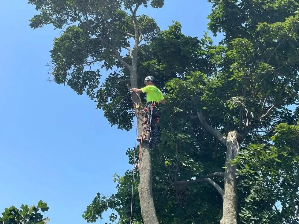 Custom landscape design in Appleton, WI - Wilson Tree & Property Services