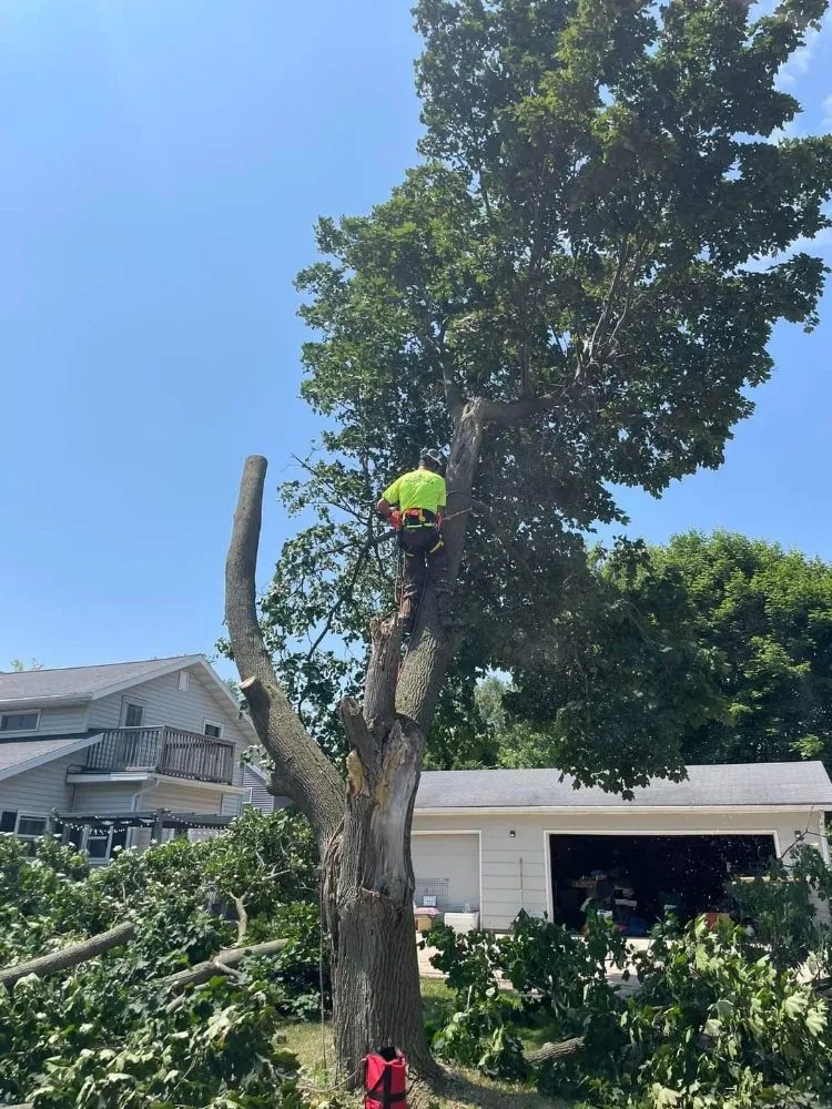 Reliable yard cleanup service for outdoor upgrades in Appleton, WI by Wilson Tree & Property Services