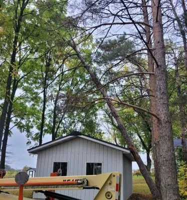 Wilson Tree & Property Services Logo