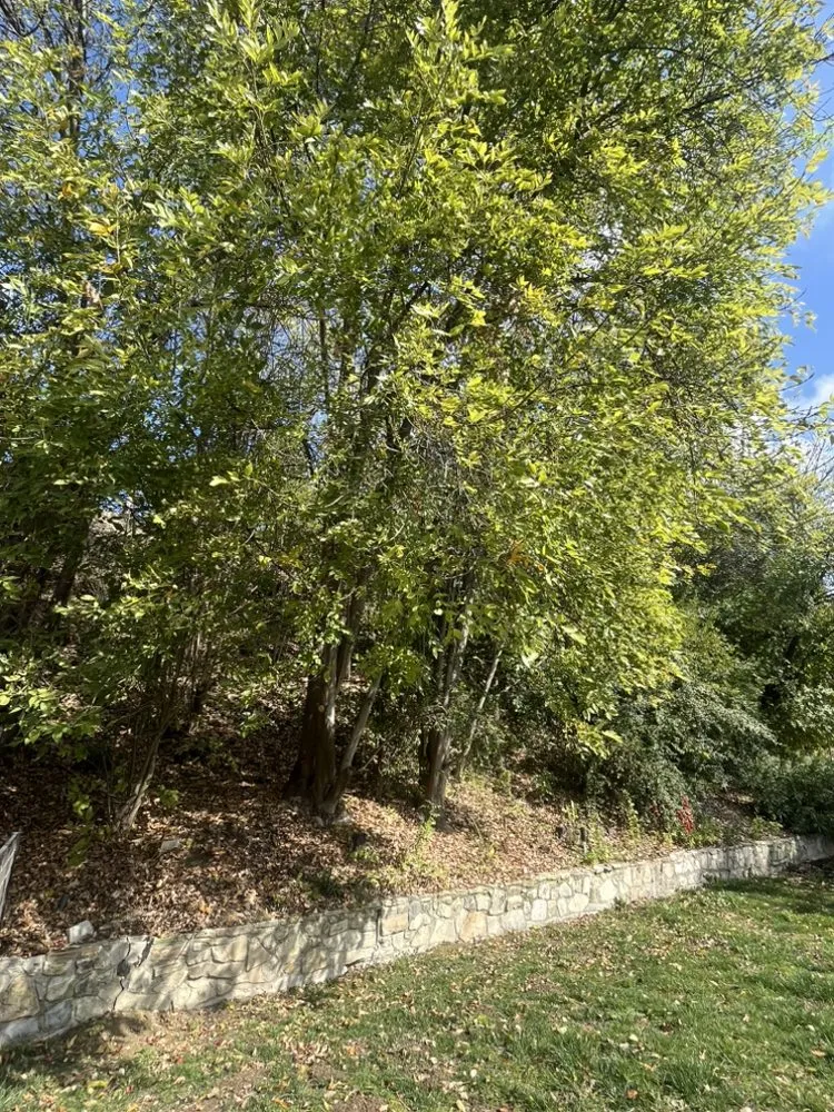 Reliable lawn care service in West Hills, CA by Wilson Yard Care