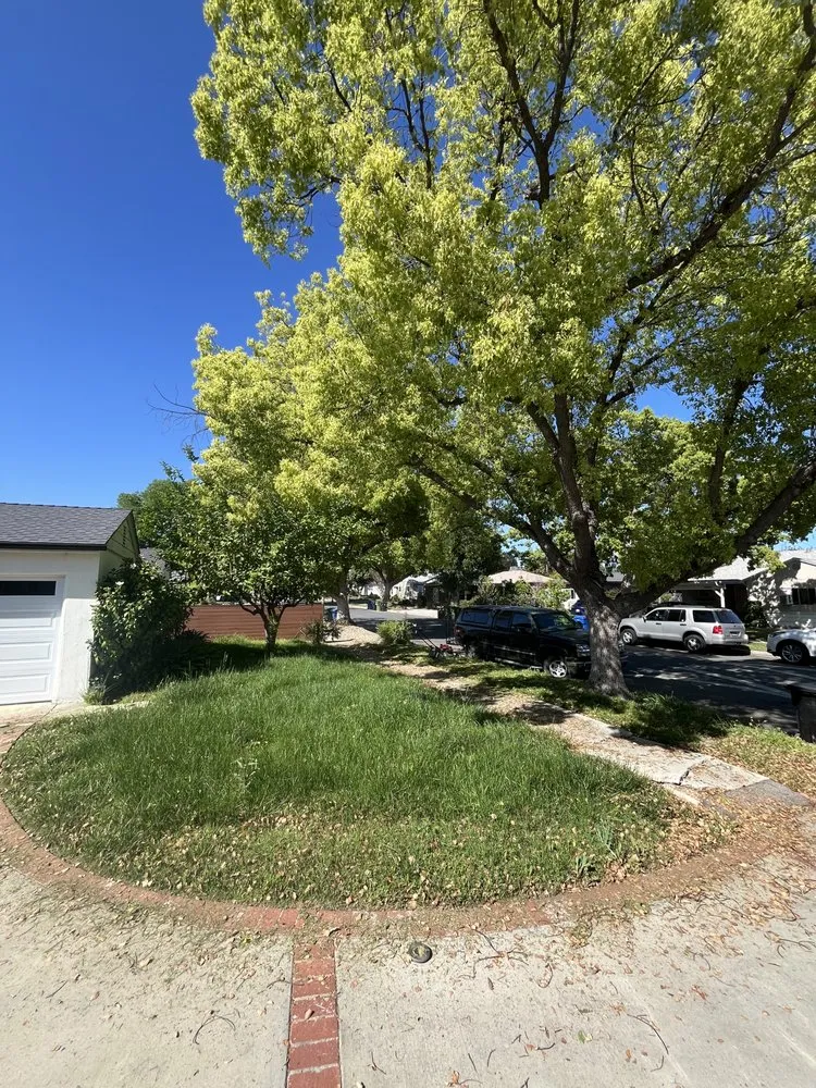 Professional lawn mowing service for year-round maintenance in West Hills, CA by Wilson Yard Care