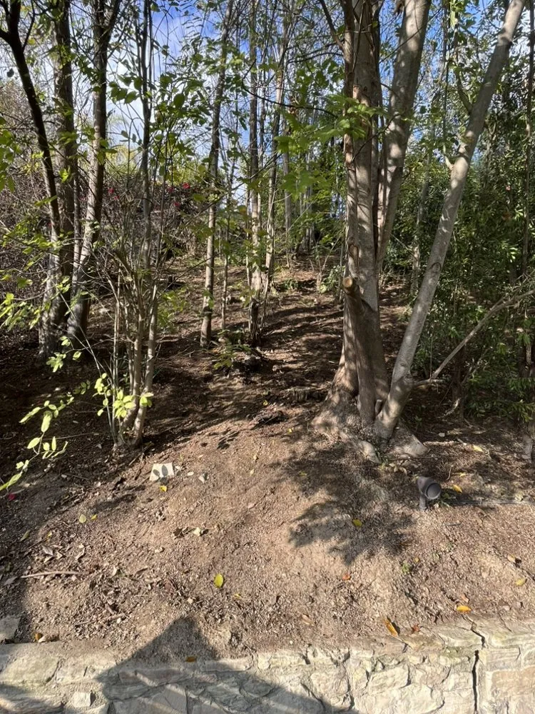 Local lawn mowing service experts serving West Hills, CA - Wilson Yard Care