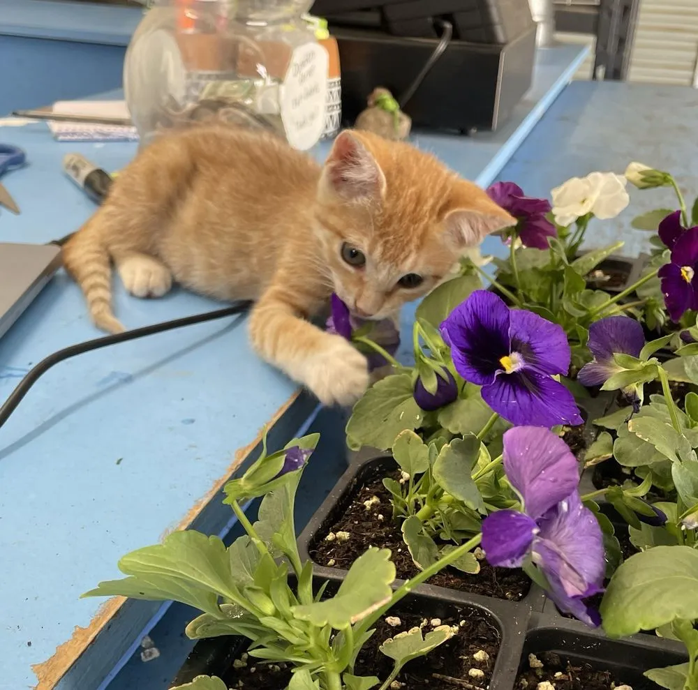 Affordable yard cleanup service experts serving Pottsboro, TX - Wilson's Farm