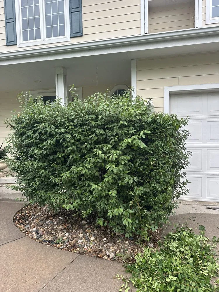 Affordable landscape installation for homes across Johnston, IA - Wilson’s Hedge & Bush Trimming