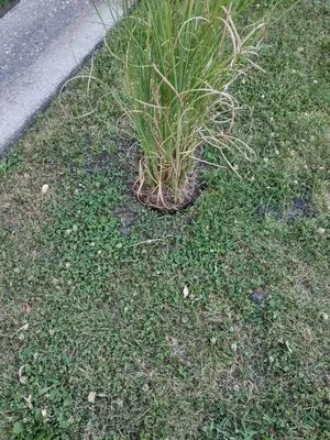 Wilson's Landscaping & Lawn Service Logo