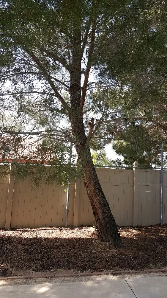 Custom lawn care service for beautiful yards in Lancaster, CA by Wilson's Landscaping and Maintenance