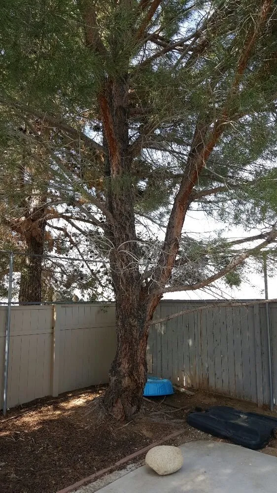 Reliable yard cleanup service for residential properties in Lancaster, CA by Wilson's Landscaping and Maintenance