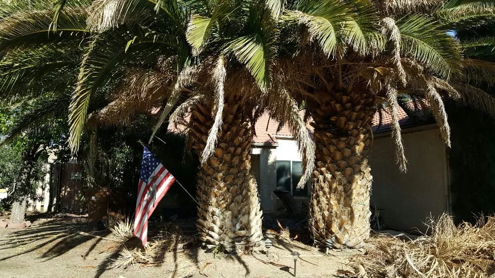 Trusted lawn mowing service for outdoor upgrades in Lancaster, CA by Wilson's Landscaping and Maintenance