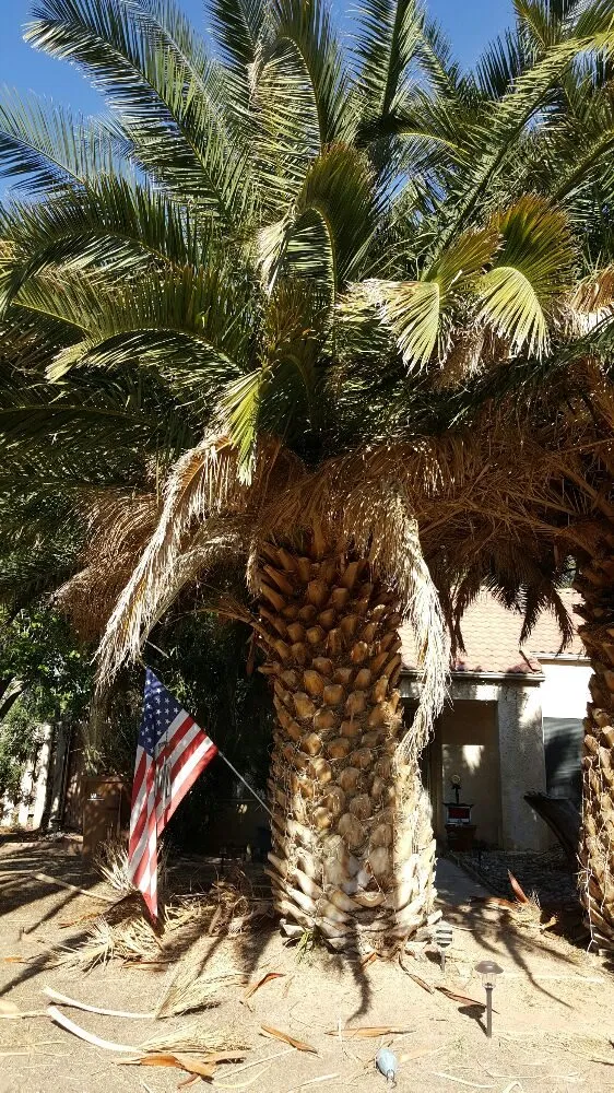 Professional lawn care service in Lancaster, CA by Wilson's Landscaping and Maintenance