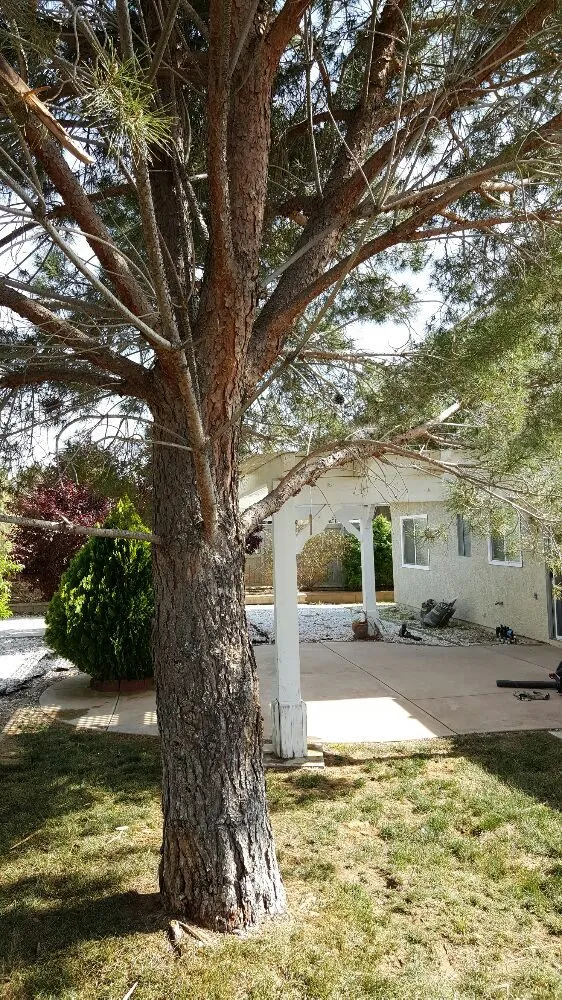 Affordable outdoor landscaping in Lancaster, CA by Wilson's Landscaping and Maintenance