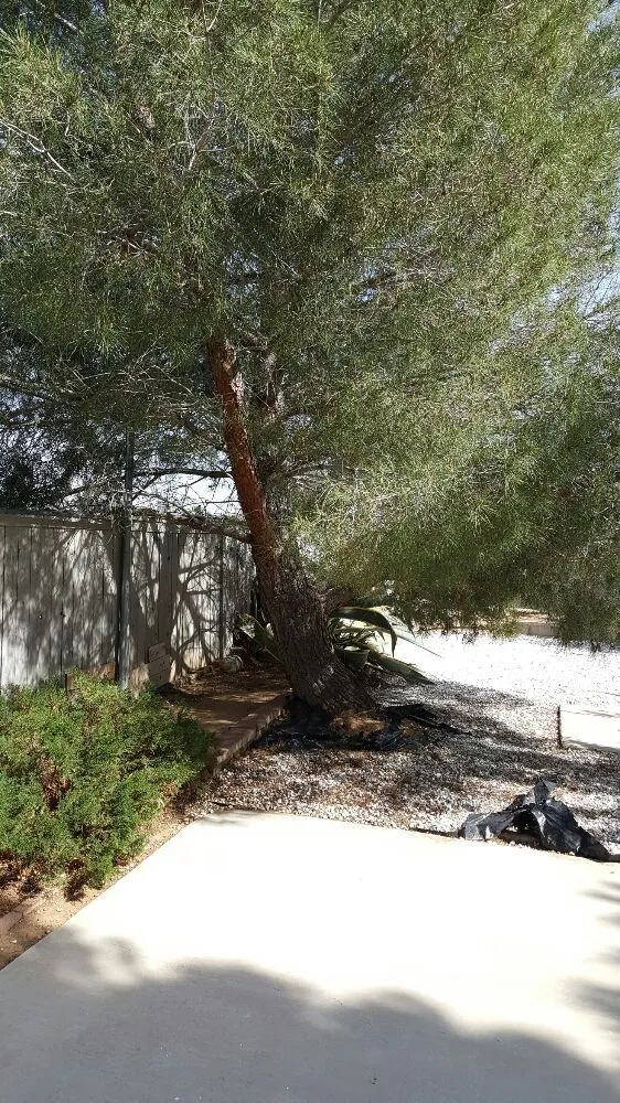 Expert landscaping services experts serving Lancaster, CA - Wilson's Landscaping and Maintenance