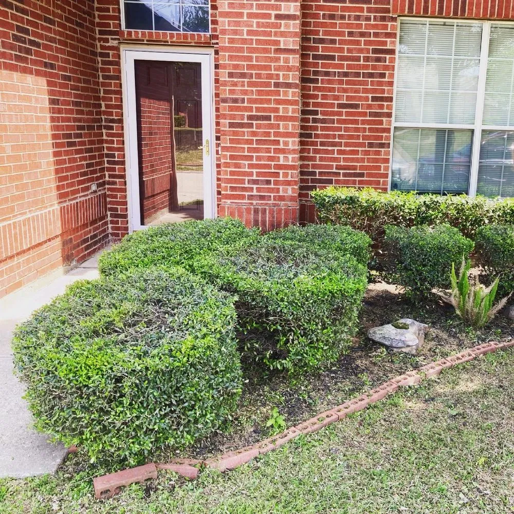 Trusted yard cleanup service experts serving Cedar hill, TX - Wilsons Landscaping