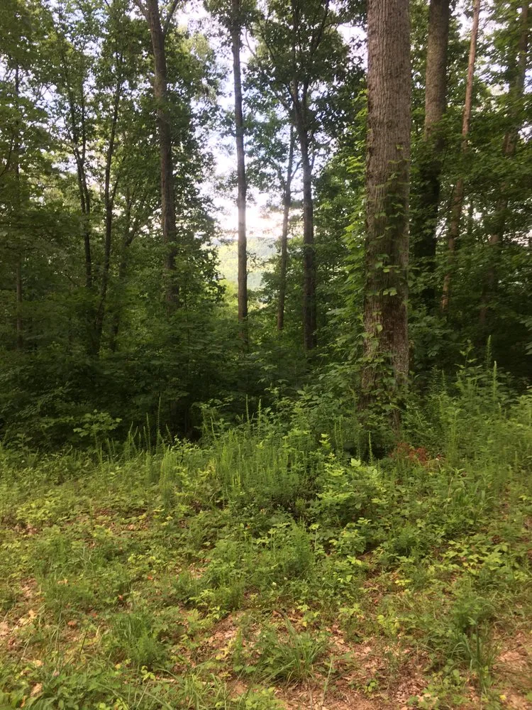 Reliable lawn care service in Guild, TN by Wilson’s Landscaping