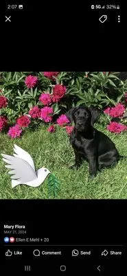 Wilsons Lawn Care Logo