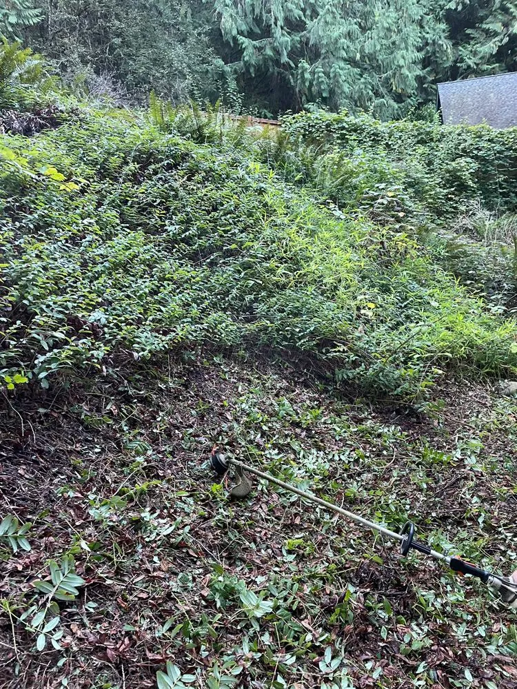 Top-rated residential landscaping experts serving Lynnwood, WA - Wily Landscaping