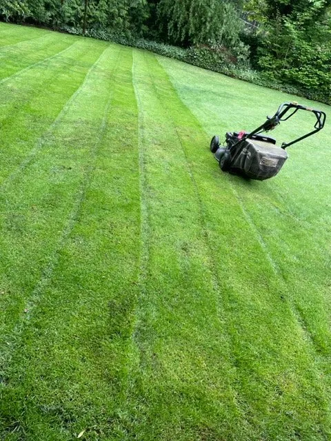 Local lawn care service in Lynnwood, WA by Wily Landscaping
