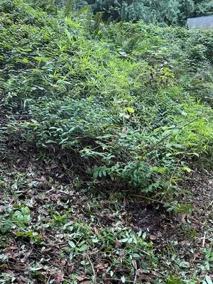 Wily Landscaping Logo