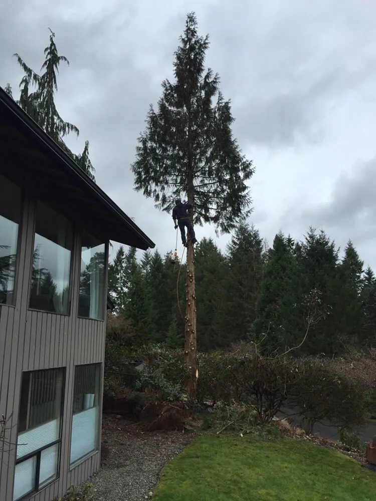 Top-rated lawn care service in Spanaway, WA - Wimbles Logging and Tree Service