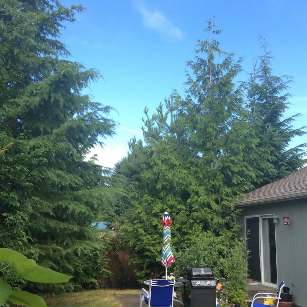 Top-rated lawn care service experts serving Spanaway, WA - Wimbles Logging and Tree Service