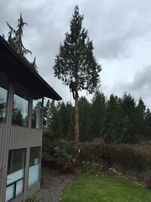 Wimbles Logging and Tree Service