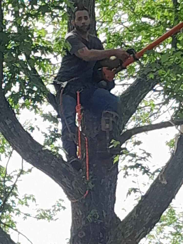 Affordable yard cleanup service near you in High Point, NC by Wimbley Tree & Landscaping