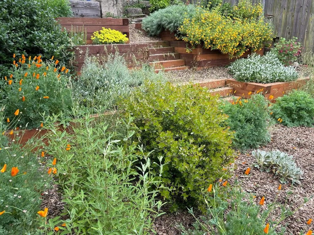 Trusted lawn mowing service experts serving San Francisco, CA - Wind & Fog Native Landscapes