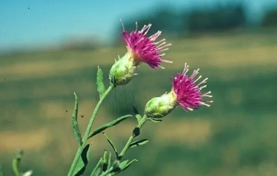 Reliable yard maintenance in Lander, WY - Wind River Weed