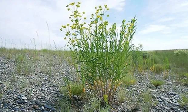 Local landscape installation in Lander, WY by Wind River Weed