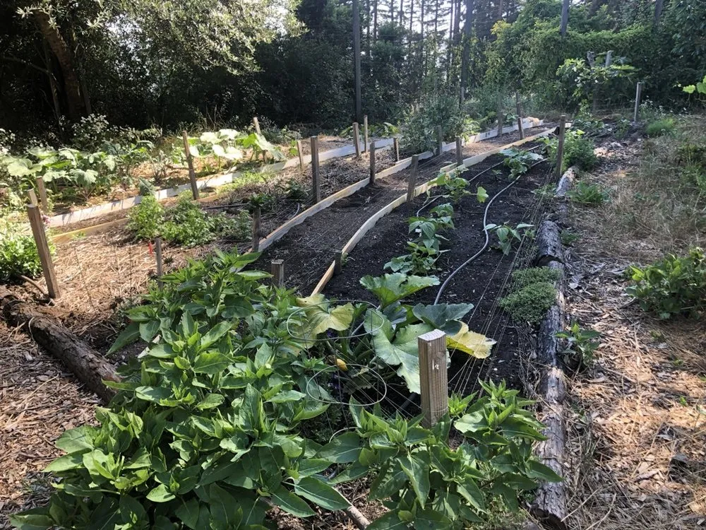 Reliable garden landscaping experts serving Santa Cruz, CA - Wind Song Regenerative