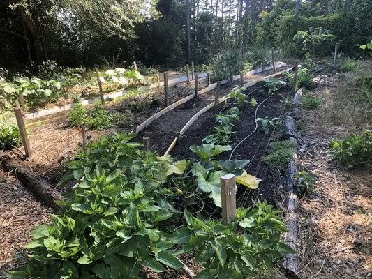 Wind Song Regenerative Logo